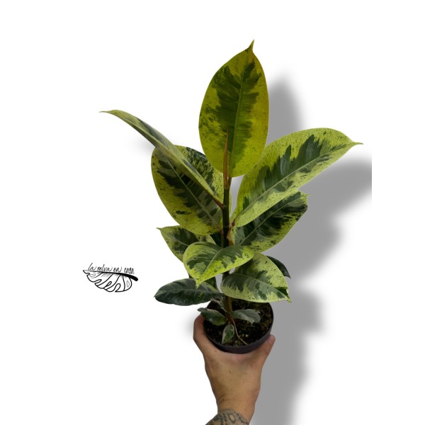 Ficus elastica ‘Shivereana Moonshine’
