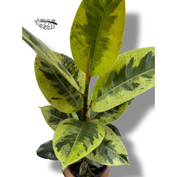 Ficus elastica ‘Shivereana Moonshine’