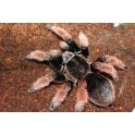 Brachypelma klaasi