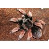Brachypelma klaasi