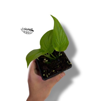 Monstera acacoyaguensis SMALL