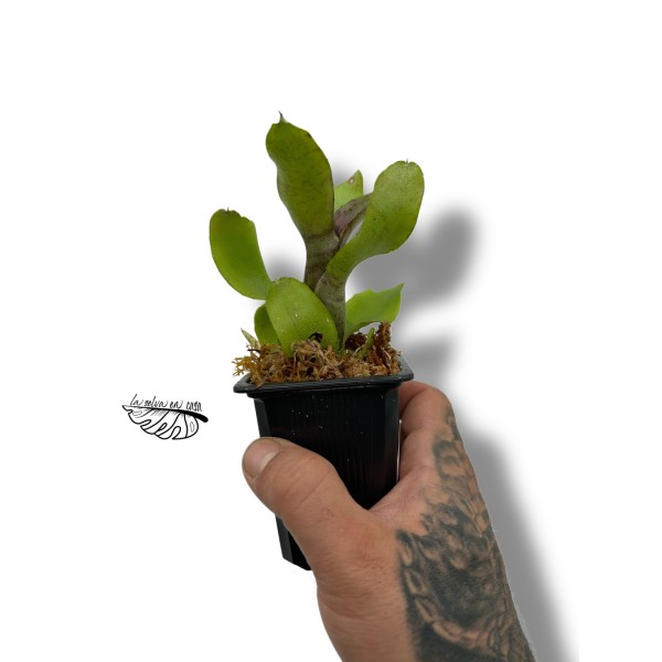 Neoregelia heraclea