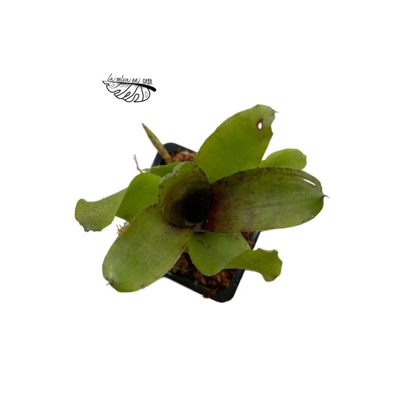 Neoregelia heraclea