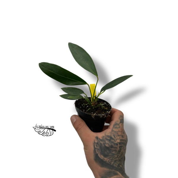 Anthurium obtusum