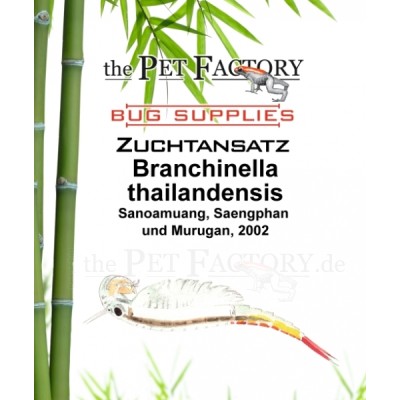 Branchinella thailandensis