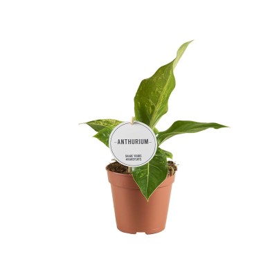 Anthurium Hookeri Variegata LARGE 2