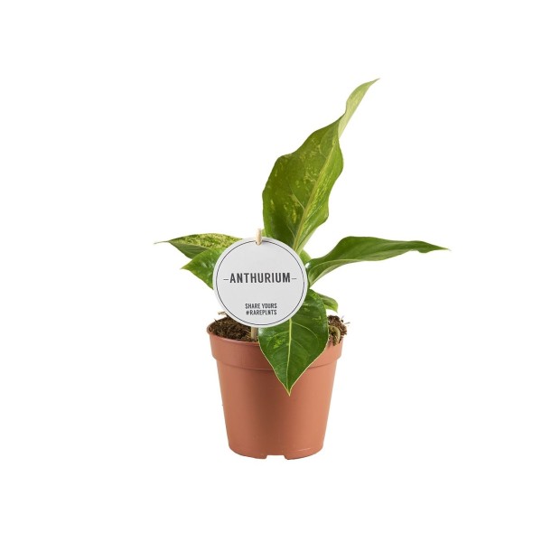 Anthurium Hookeri Variegata LARGE