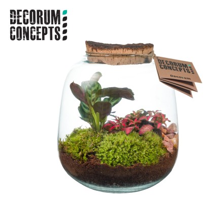Terrarium Hyperion, terrario eterno.