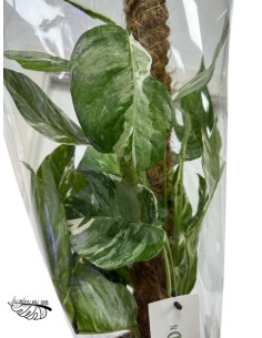 Epipremnum Pinnatum 'Marble Variegata' MEDIUM 2