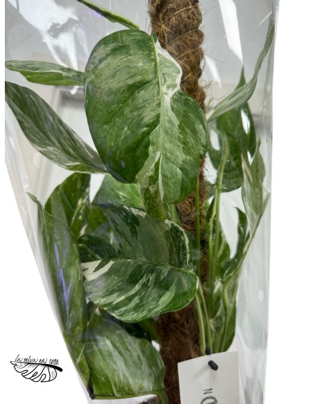 Epipremnum Pinnatum 'Marble Variegata' MEDIUM