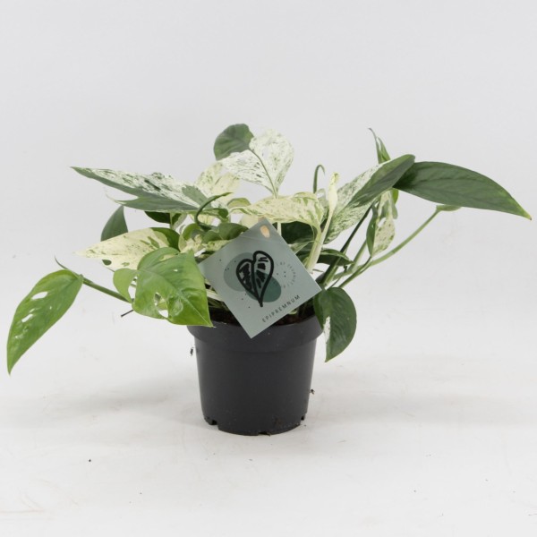 Epipremnum Pinnatum 'Marble Variegata' MEDIUM