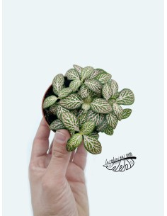 Fittonia