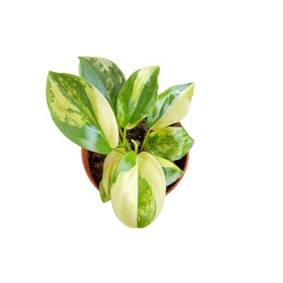 Philodendron Burle Marx Variegata 2