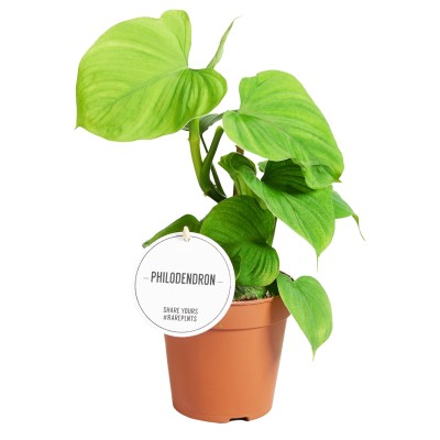 Philodendron Corovadensis LARGE 2