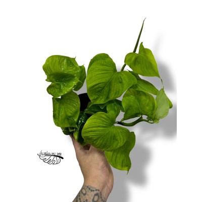 Philodendron Corovadensis LARGE