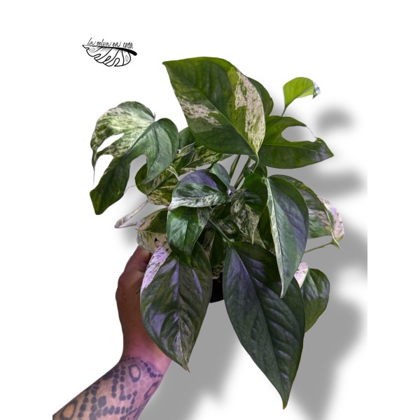 Epipremnum Pinnatum 'Marble Variegata' MEDIUM