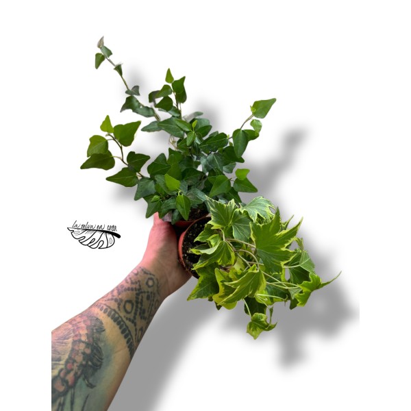 Hedera helix MIX