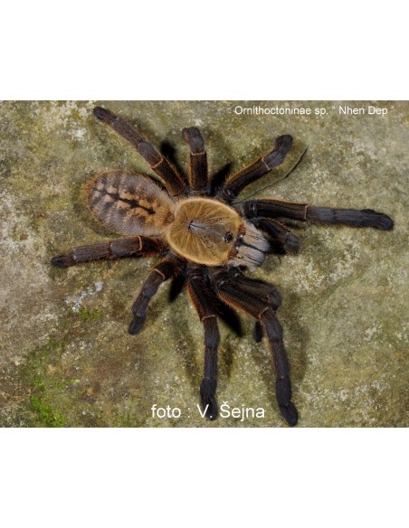 Ornithoctoninae sp nhen dep