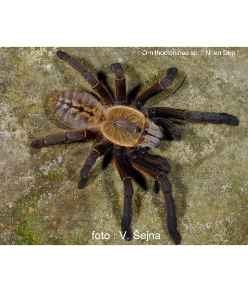Ornithoctoninae sp nhen dep