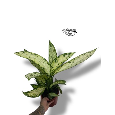 Dieffenbachia Sublime