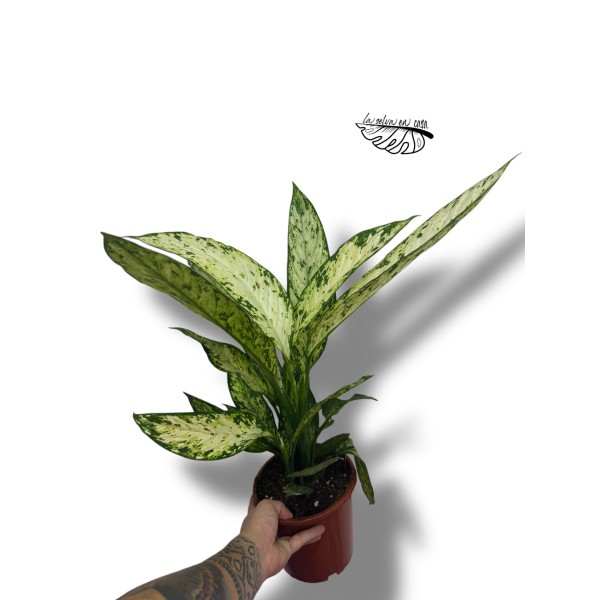 Dieffenbachia Sublime