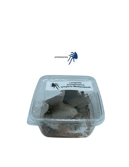 Langosta Schistocerca gregaria.
