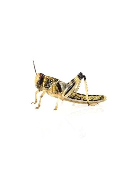 Langosta Schistocerca gregaria.