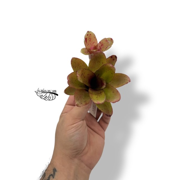 Neoregelia Narziss