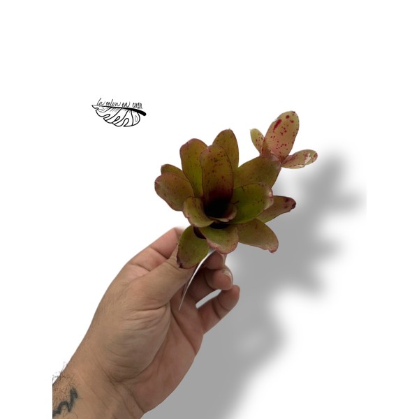 Neoregelia Narziss