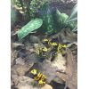 Dendrobates leucomelas NZ2016
