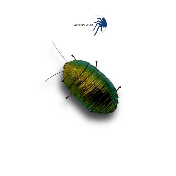 Pseudoglomeris Magnifica