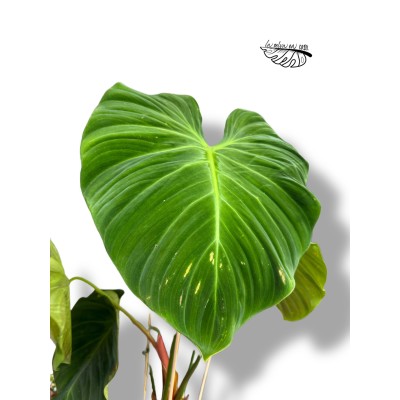 Philodendron rubrijuvenile El Choco Red 2