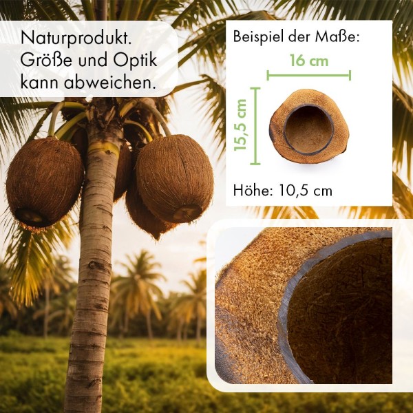Media cáscara de coco - maceta