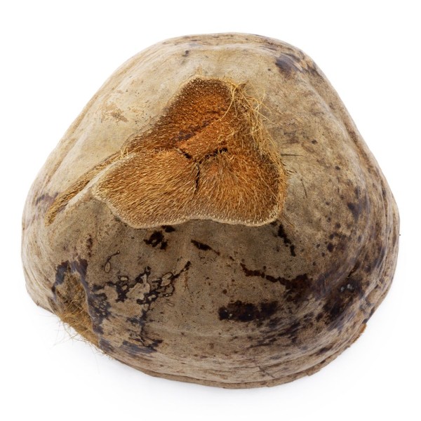 Media cáscara de coco - maceta