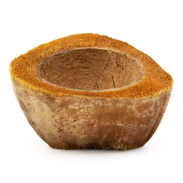 Media cáscara de coco - cuenco de agua