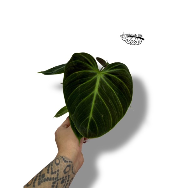 Philodendron rubrijuvenile El Choco Red