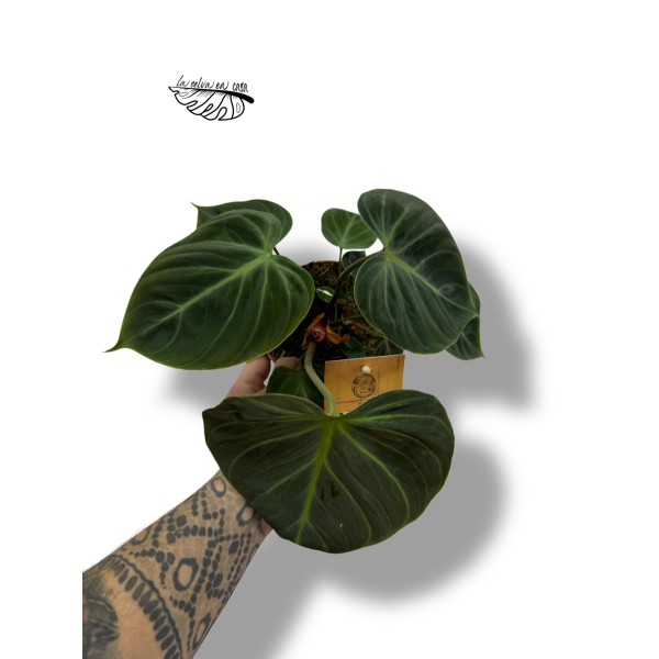 Philodendron rubrijuvenile El Choco Red