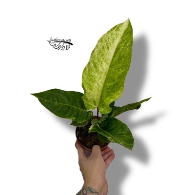 Anthurium Hookeri Variegata LARGE