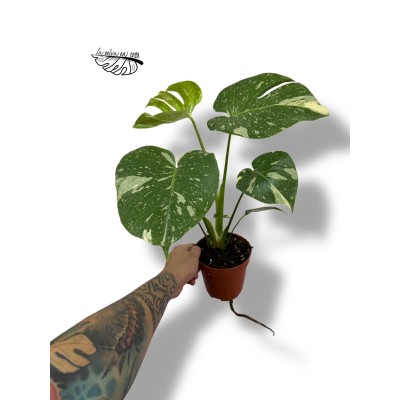 Monstera deliciosa 'Thai Constellation" 2