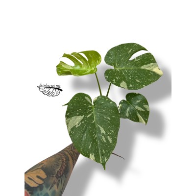 Monstera deliciosa 'Thai Constellation"