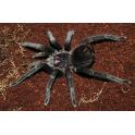 Xenesthis sp white (3 cm de legs)