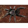 Xenesthis sp white (3 cm de legs)