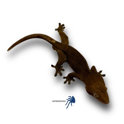 Correlophus ciliatus