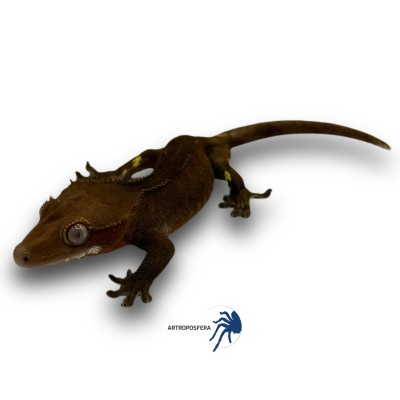 Correlophus ciliatus 2