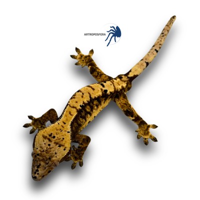 Correlophus ciliatus 2