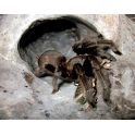 Chilobrachys dyscolus black