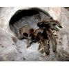 Chilobrachys dyscolus black