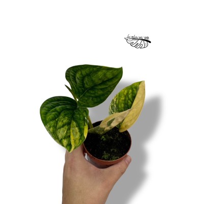Monstera peru Variegata 2