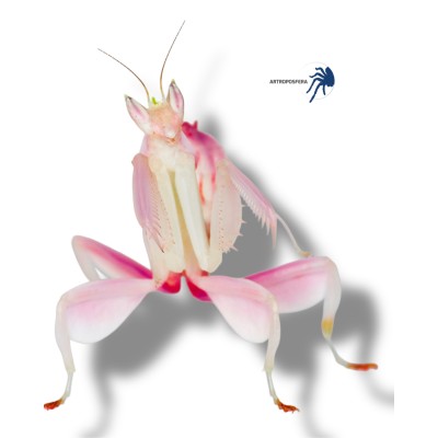 Hymenopus coronatus