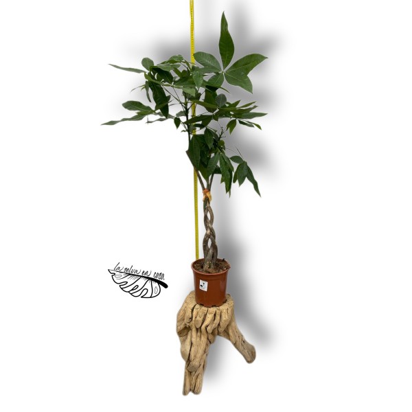 Pachira aquatica